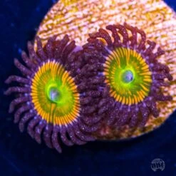 Sunny D Zoanthids