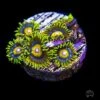 Super Saiyan Zoanthids -Coral Shop Super Saiyan Zoanthids