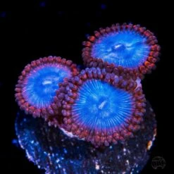 Superman Zoanthids