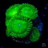 WWC Toxic Tonic Zoanthids -Coral Shop Toxic Tonic Zoanthids