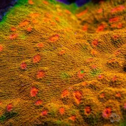 Coral Shop -Coral Shop Tyree Mummy Eye Chalice full MC sm