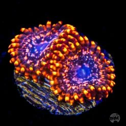 Utter Chaos Zoanthids