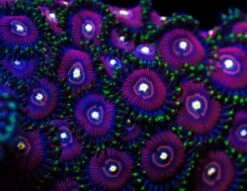 WWC Space Queen Zoanthids -Coral Shop UxkO6bpl 054e6660 f884 40d6 8bc2 8b36efb43cc0