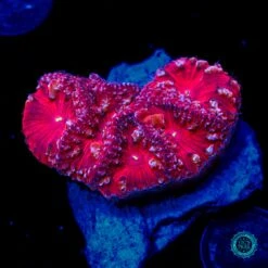 War Hammer Blastomussa