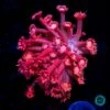 Fire Blossom Goniopora -Coral Shop VP 032825A 02