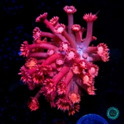 Fire Blossom Goniopora