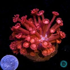 Coral Shop -Coral Shop VP 032825D 02