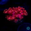 Ragin Rojo Goniopora -Coral Shop VP 040425A 34