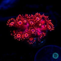 Ragin Rojo Goniopora