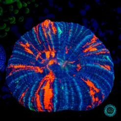 Split Down The Middle Warpaint Scolymia