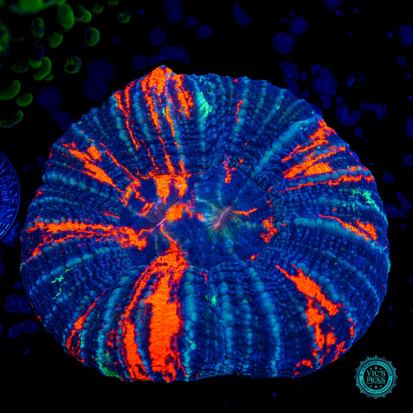 Split Down The Middle Warpaint Scolymia 3 Split Down The Middle Warpaint Scolymia