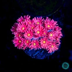 Pushin Up Daisies Goniopora