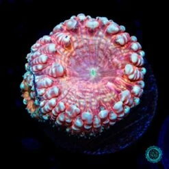 Aztec Gold Blastomussa