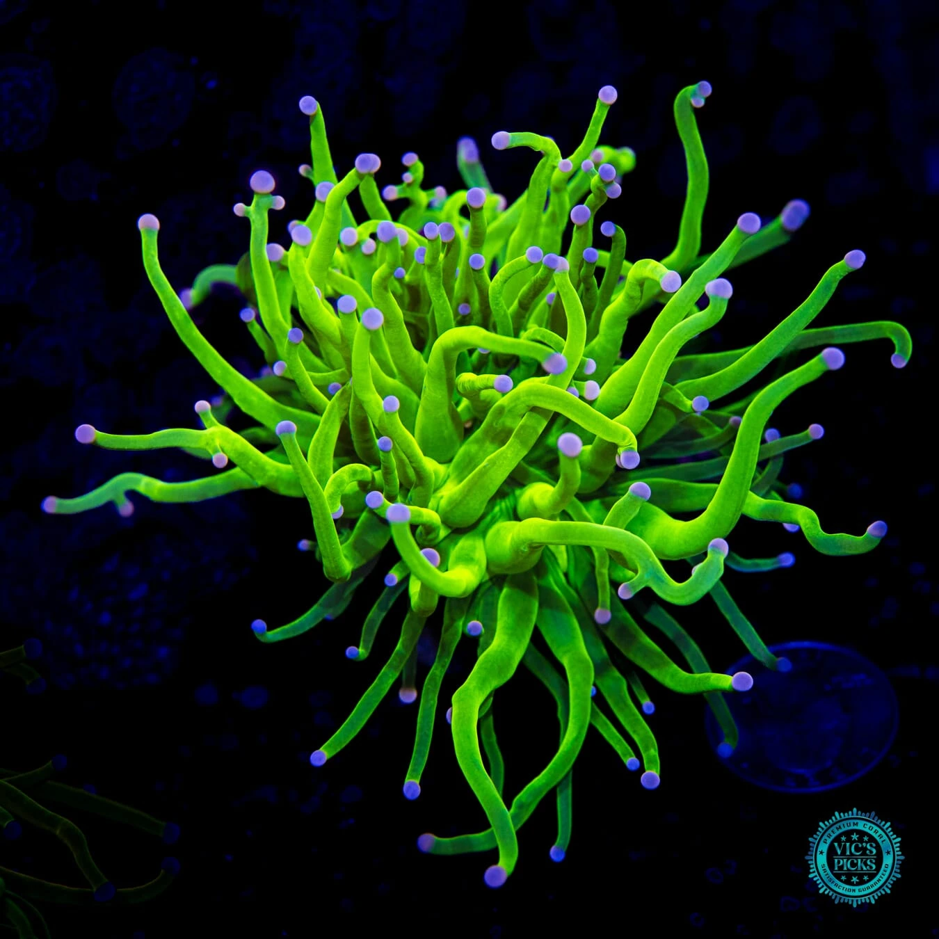 Pink And Blue Tipped Cotton Candy Torch 3 Pink And Blue Tipped Cotton Candy Torch