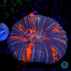 Split Down The Middle Warpaint Scolymia 7 Split Down The Middle Warpaint Scolymia -Coral Shop VP 041125D 05