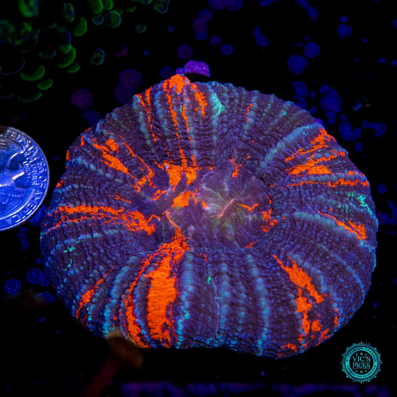 Split Down The Middle Warpaint Scolymia 5 Split Down The Middle Warpaint Scolymia - Image 3