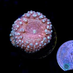 Coral Shop -Coral Shop VP 041125D 16