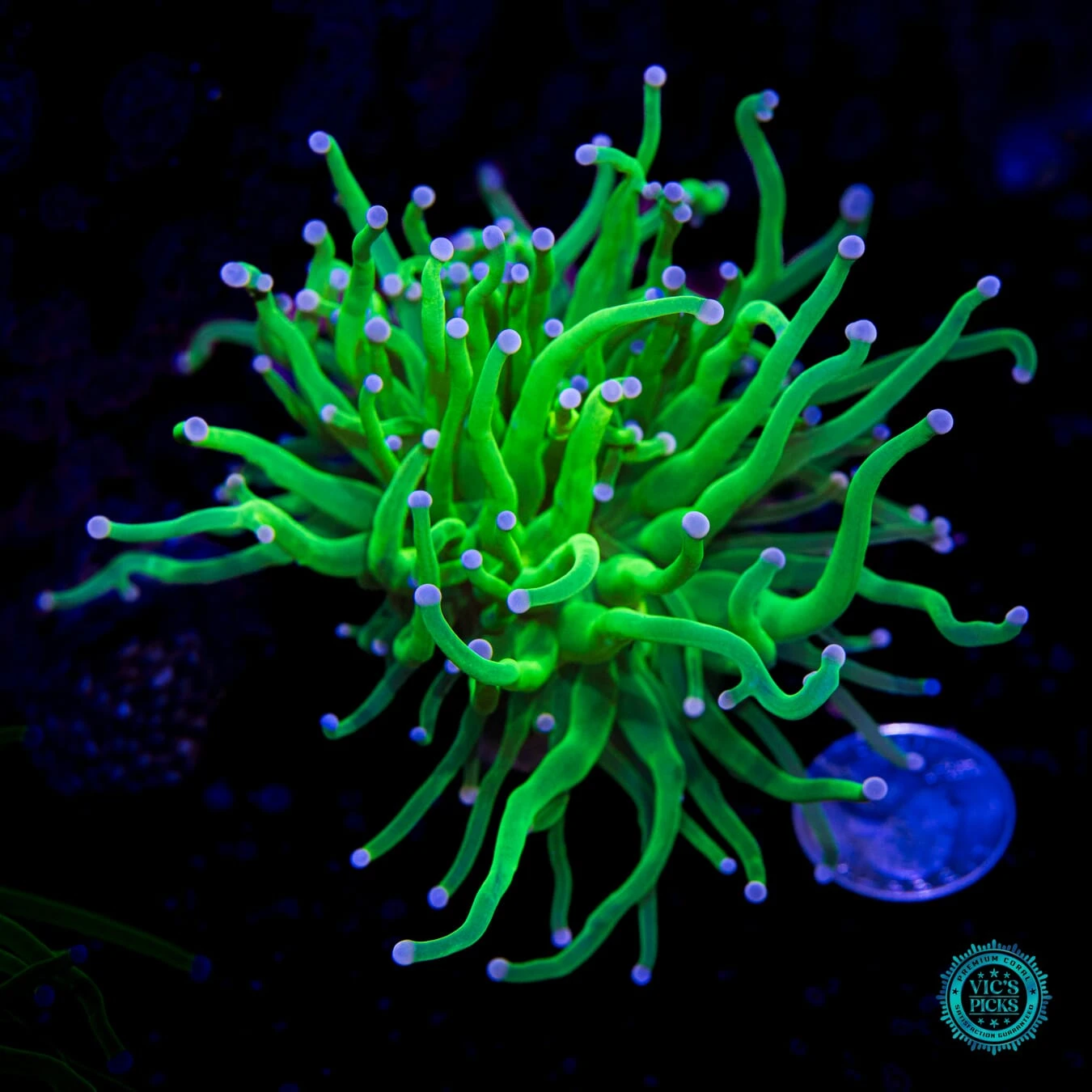 Pink And Blue Tipped Cotton Candy Torch 4 Pink And Blue Tipped Cotton Candy Torch - Image 2