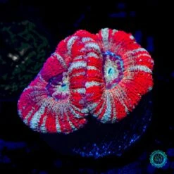 Strawberry Peppermint Asian Lord