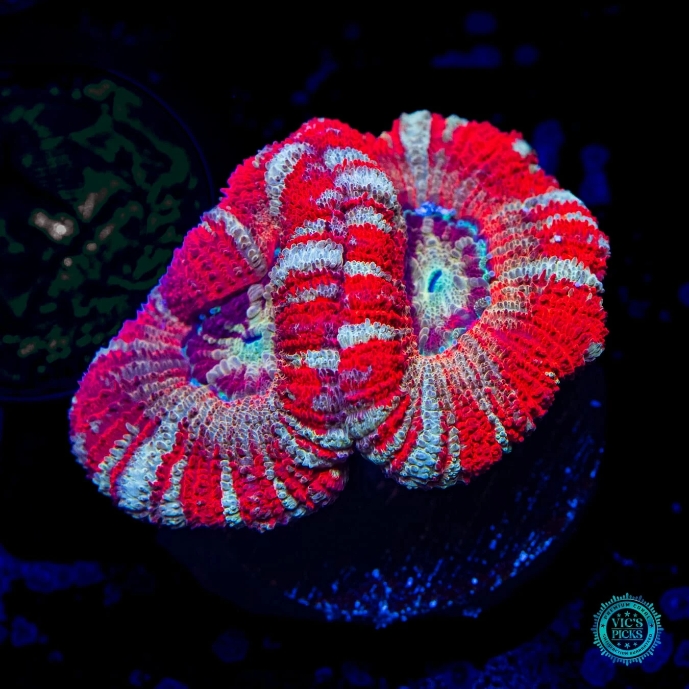 Strawberry Peppermint Asian Lord 3 Strawberry Peppermint Asian Lord