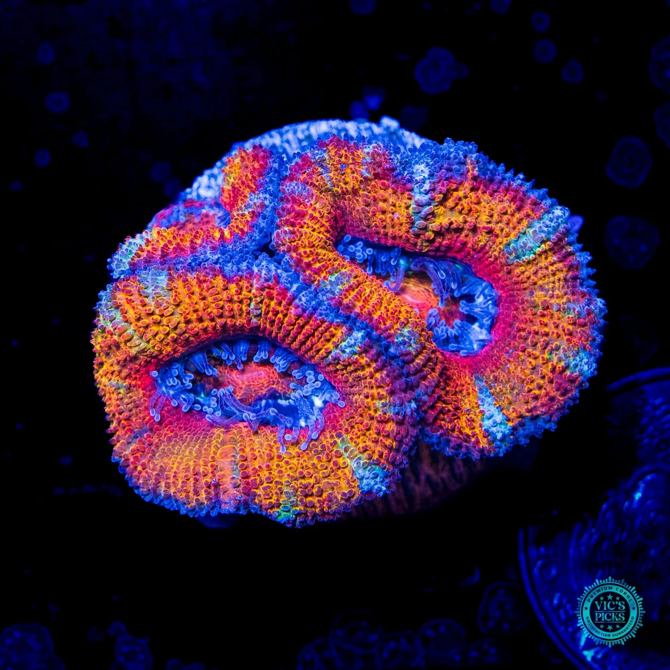 Fairy Tales Aussie Lord 3 Fairy Tales Aussie Lord