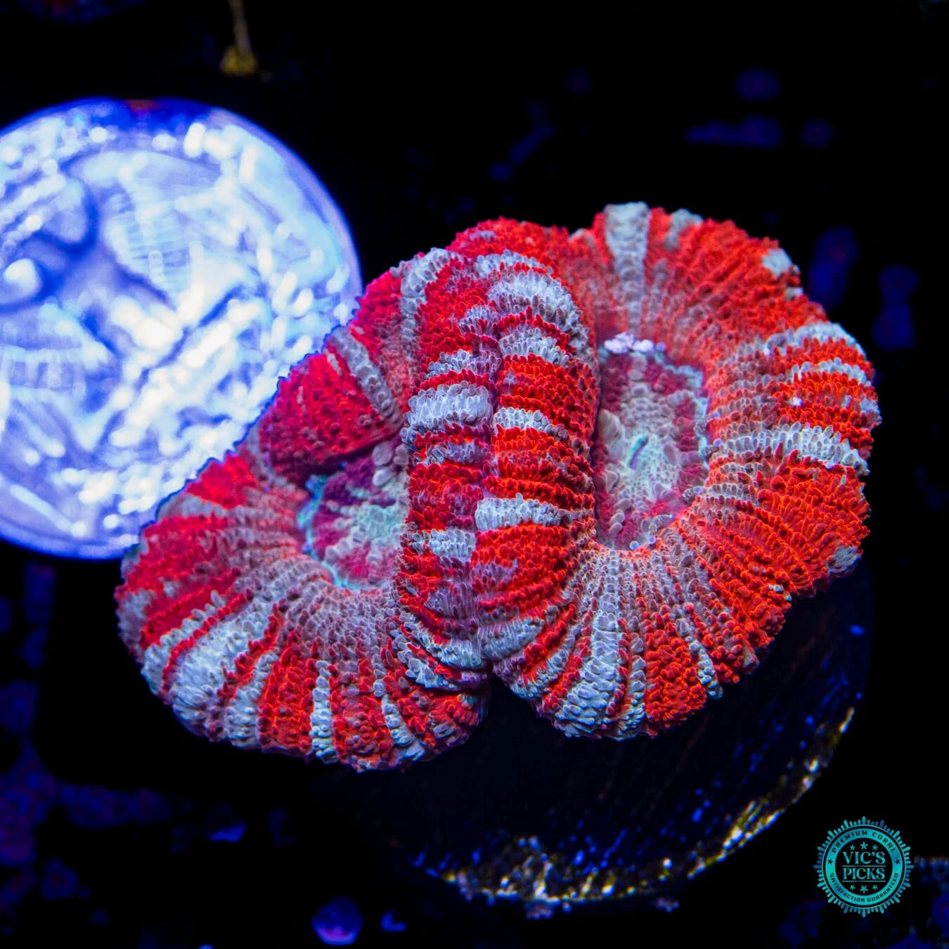 Strawberry Peppermint Asian Lord 4 Strawberry Peppermint Asian Lord - Image 2