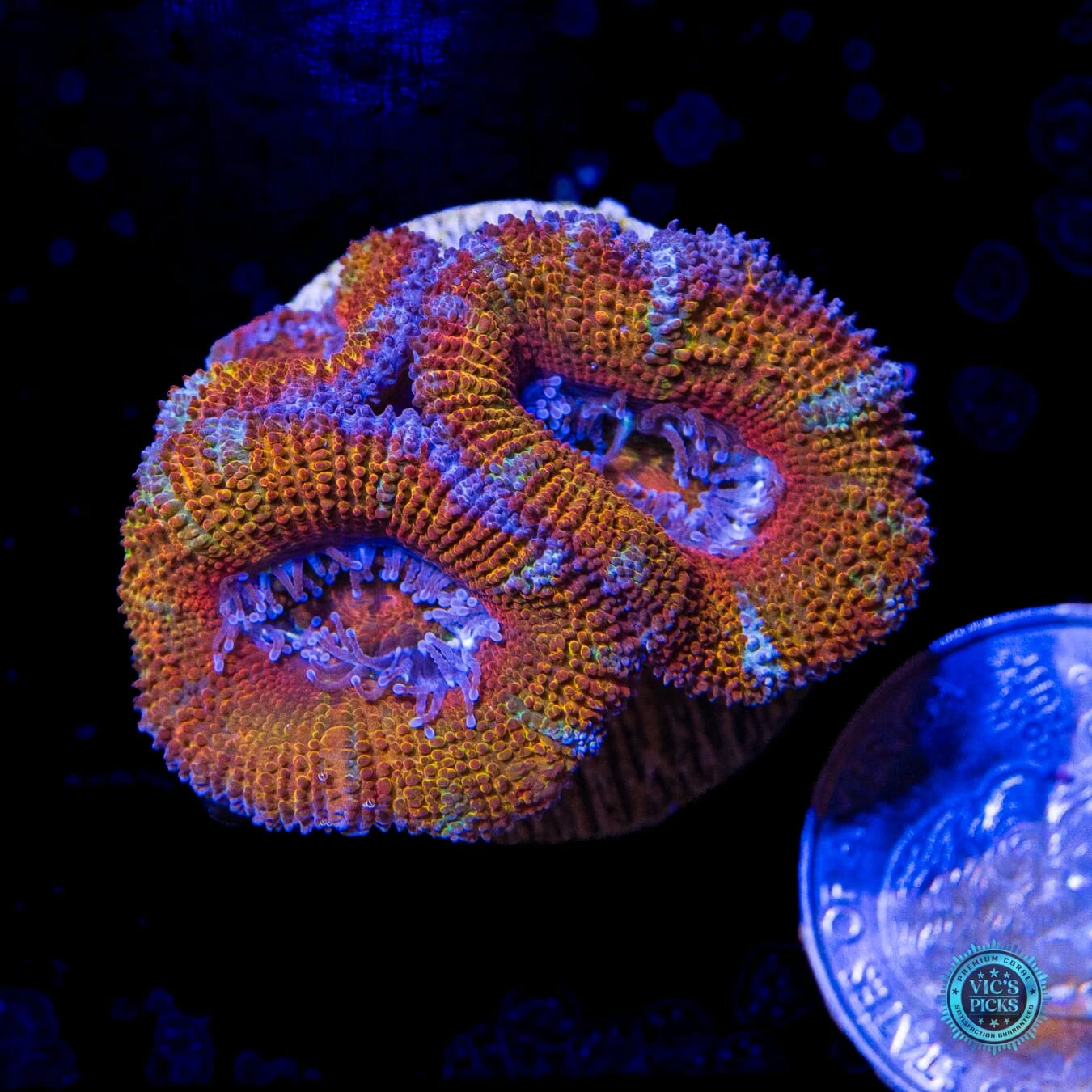 Fairy Tales Aussie Lord 4 Fairy Tales Aussie Lord - Image 2