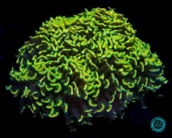 Lemoncello Wall Hammer