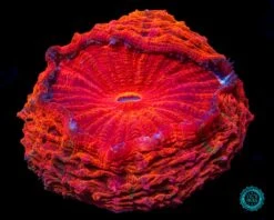 Eternal Sun Acanthophyllia