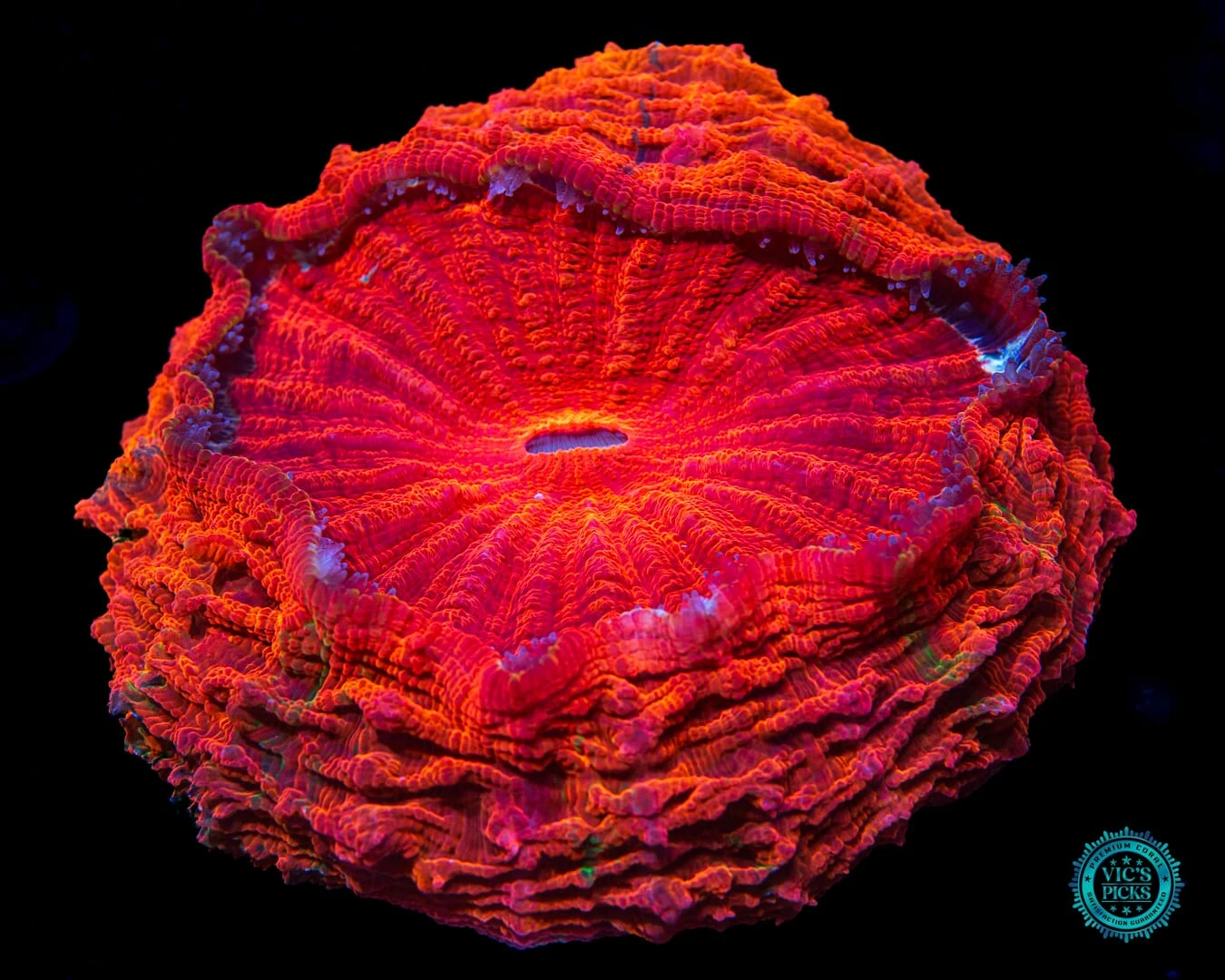 Eternal Sun Acanthophyllia 3 Eternal Sun Acanthophyllia