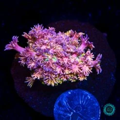 Pastel Rainbow Goniopora