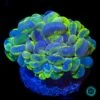 Tie Dye Bubble Coral 2 Tie Dye Bubble Coral -Coral Shop VP 042425A 16