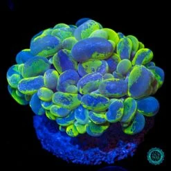Tie Dye Bubble Coral
