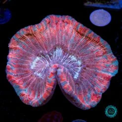 Passion Fruit Trachyphyllia -Coral Shop VP 042425D 05