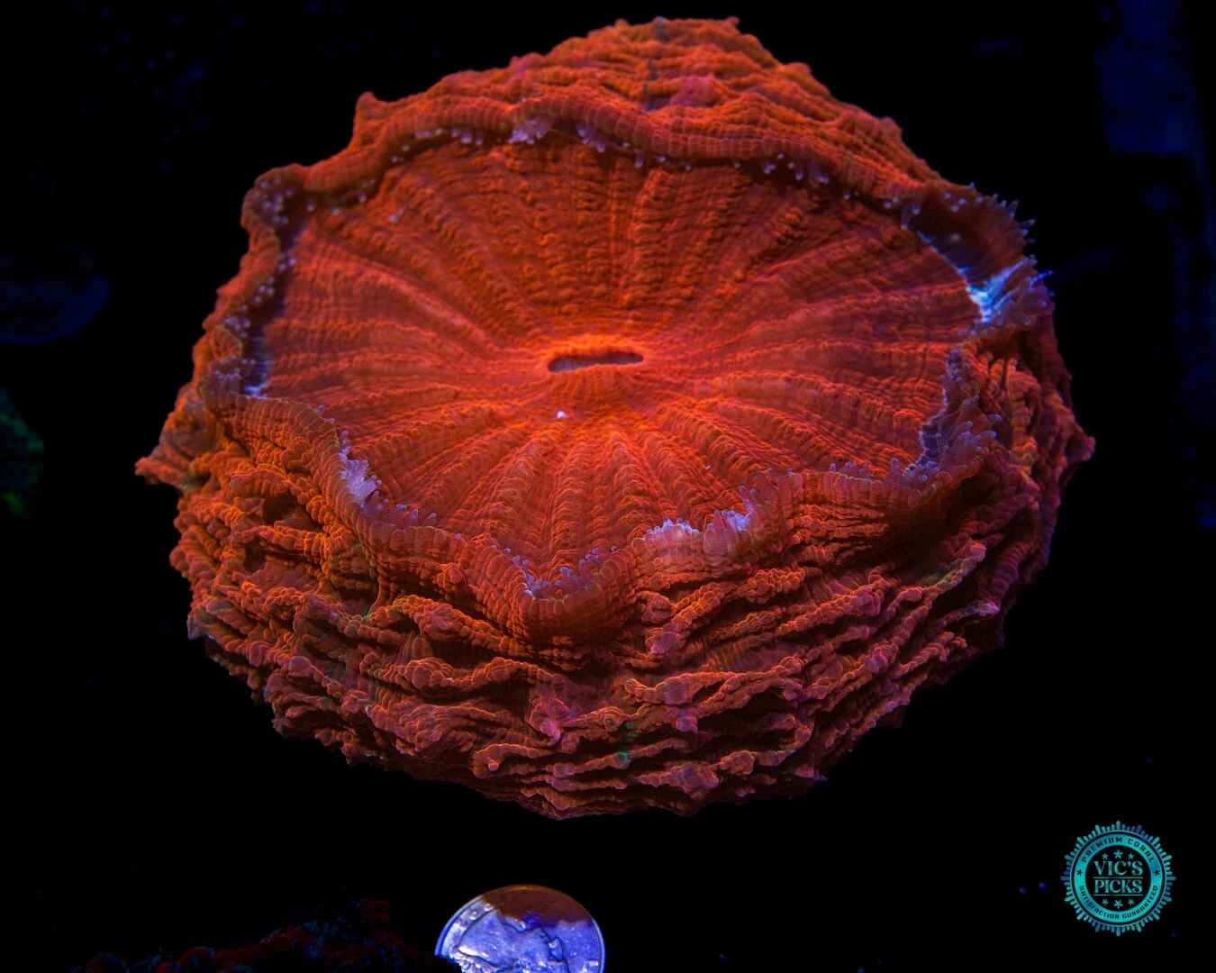 Eternal Sun Acanthophyllia 4 Eternal Sun Acanthophyllia - Image 2