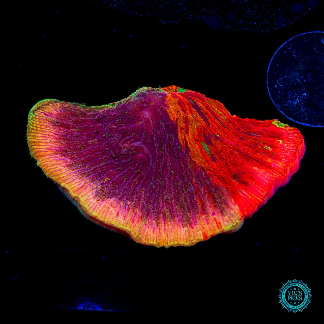 WWC Diablo Diaseris Plate Coral 3 WWC Diablo Diaseris Plate Coral