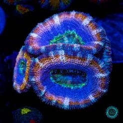 Desert Storm Aussie Lord