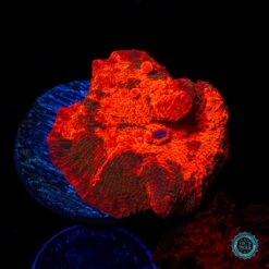 Candy Crush Jawbreaker Mushroom