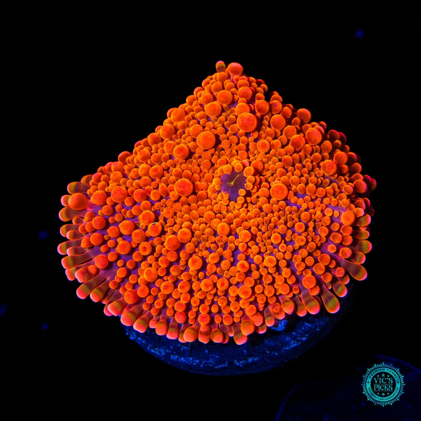 Fanta Fantasy Yuma Mushroom 3 Fanta Fantasy Yuma Mushroom