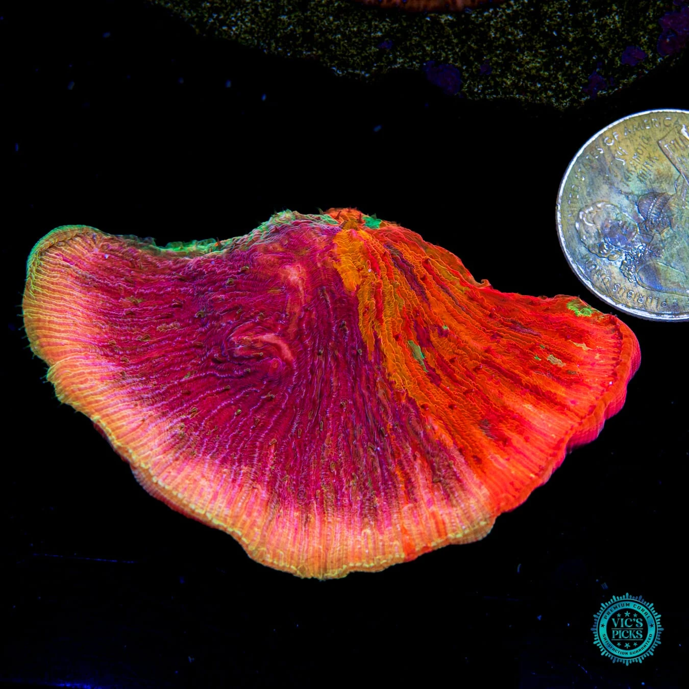 WWC Diablo Diaseris Plate Coral 4 WWC Diablo Diaseris Plate Coral - Image 2