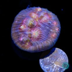 Coral Shop -Coral Shop VP 050125D 09