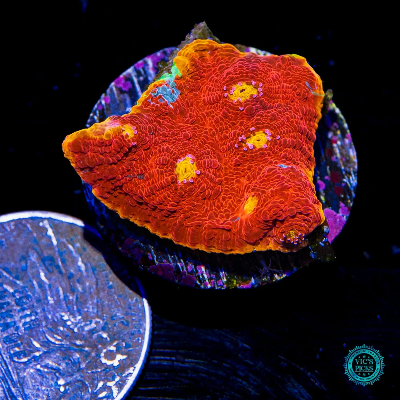 WWC Molotov Rainbow Chalice 4 WWC Molotov Rainbow Chalice - Image 2