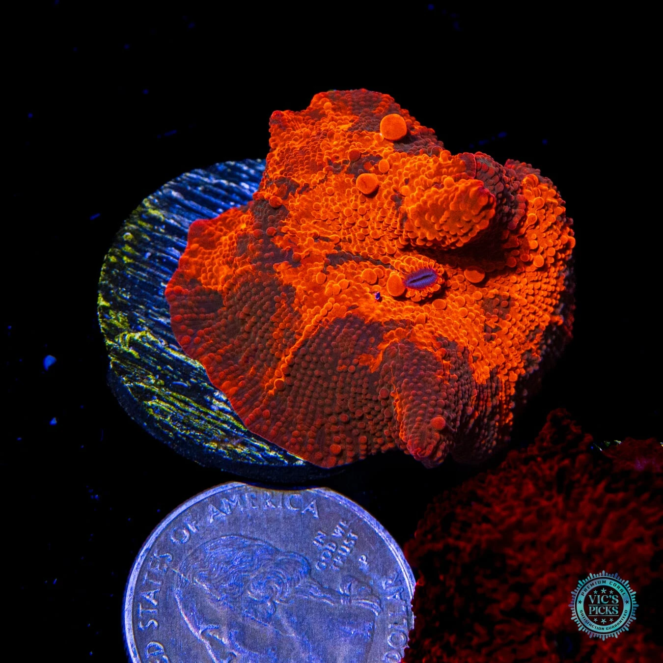 Candy Crush Jawbreaker Mushroom 4 Candy Crush Jawbreaker Mushroom - Image 2