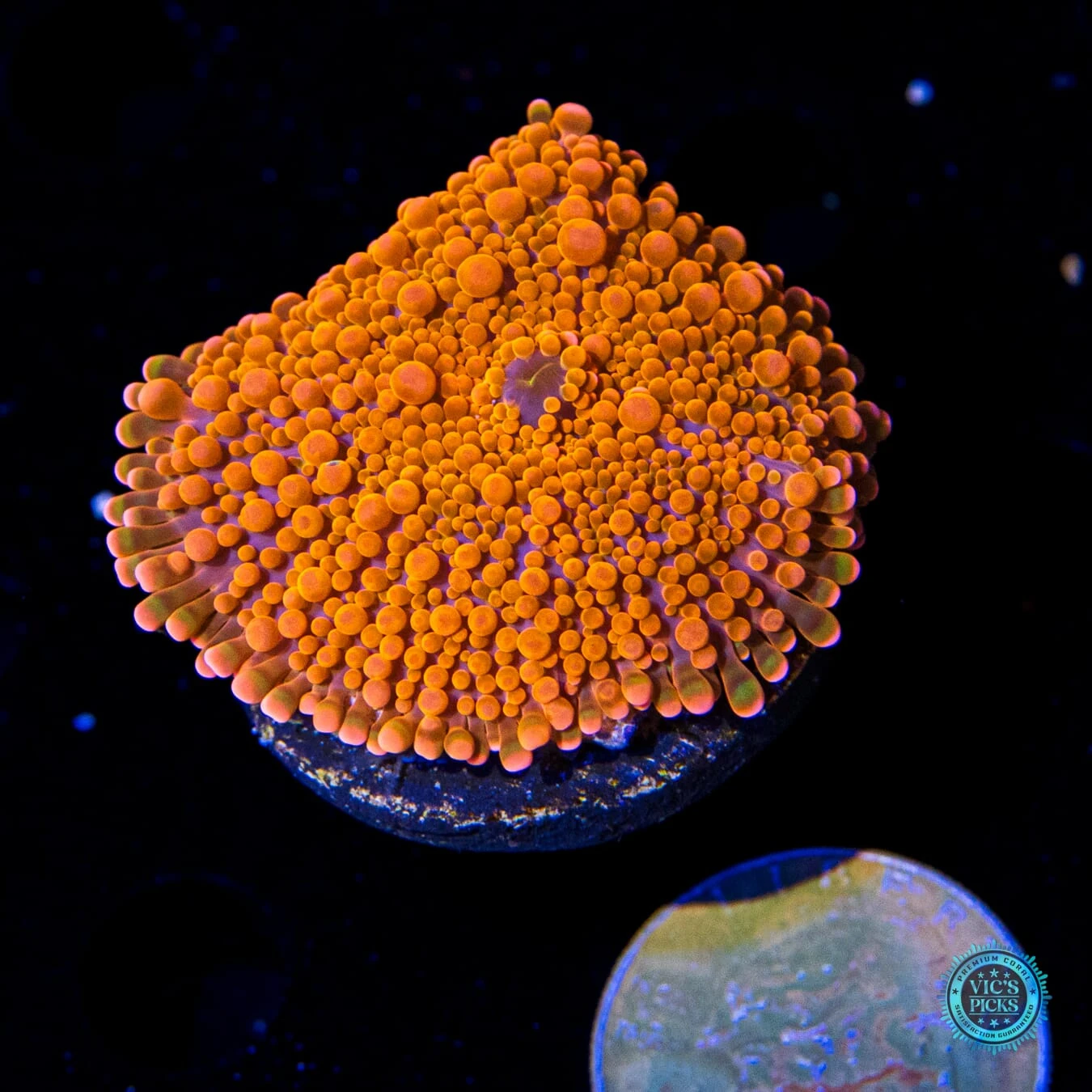 Fanta Fantasy Yuma Mushroom 4 Fanta Fantasy Yuma Mushroom - Image 2