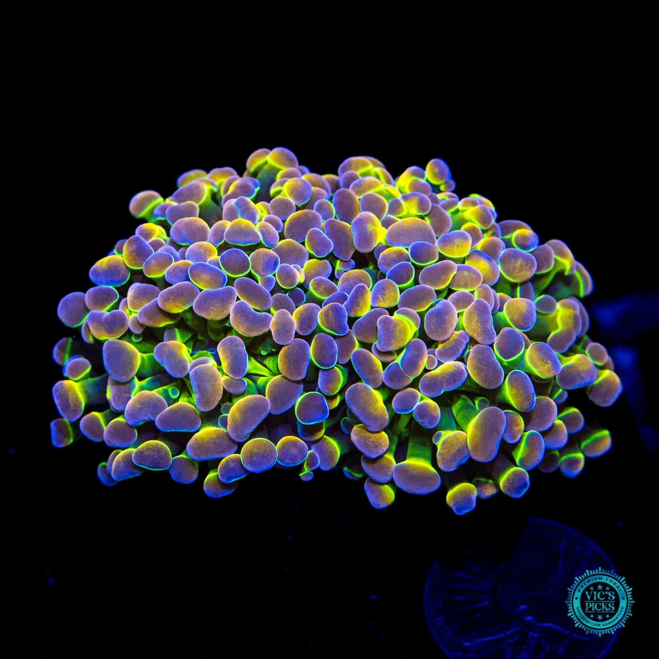 Holy Grail Branching Hammer 3 Holy Grail Branching Hammer