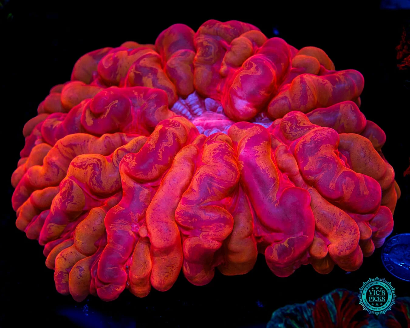 Hellfire Cynarina 3 Hellfire Cynarina