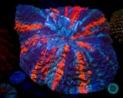 Thunder Flash Acanthophyllia