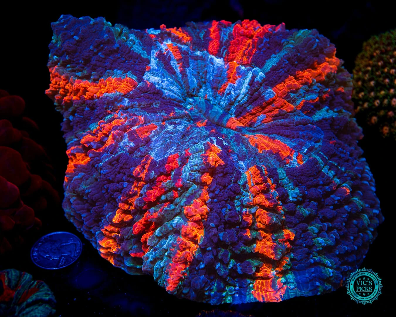 Thunder Flash Acanthophyllia 3 Thunder Flash Acanthophyllia