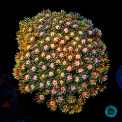 Peach Zinger Goniopora