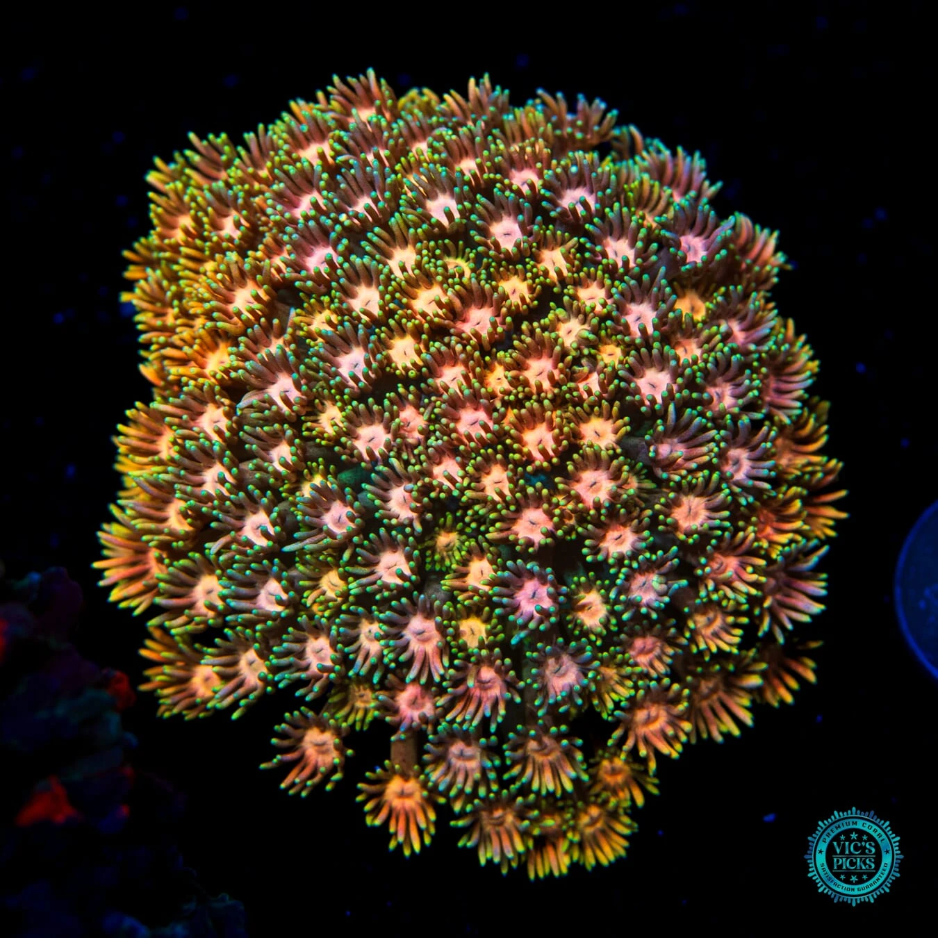 Peach Zinger Goniopora 3 Peach Zinger Goniopora